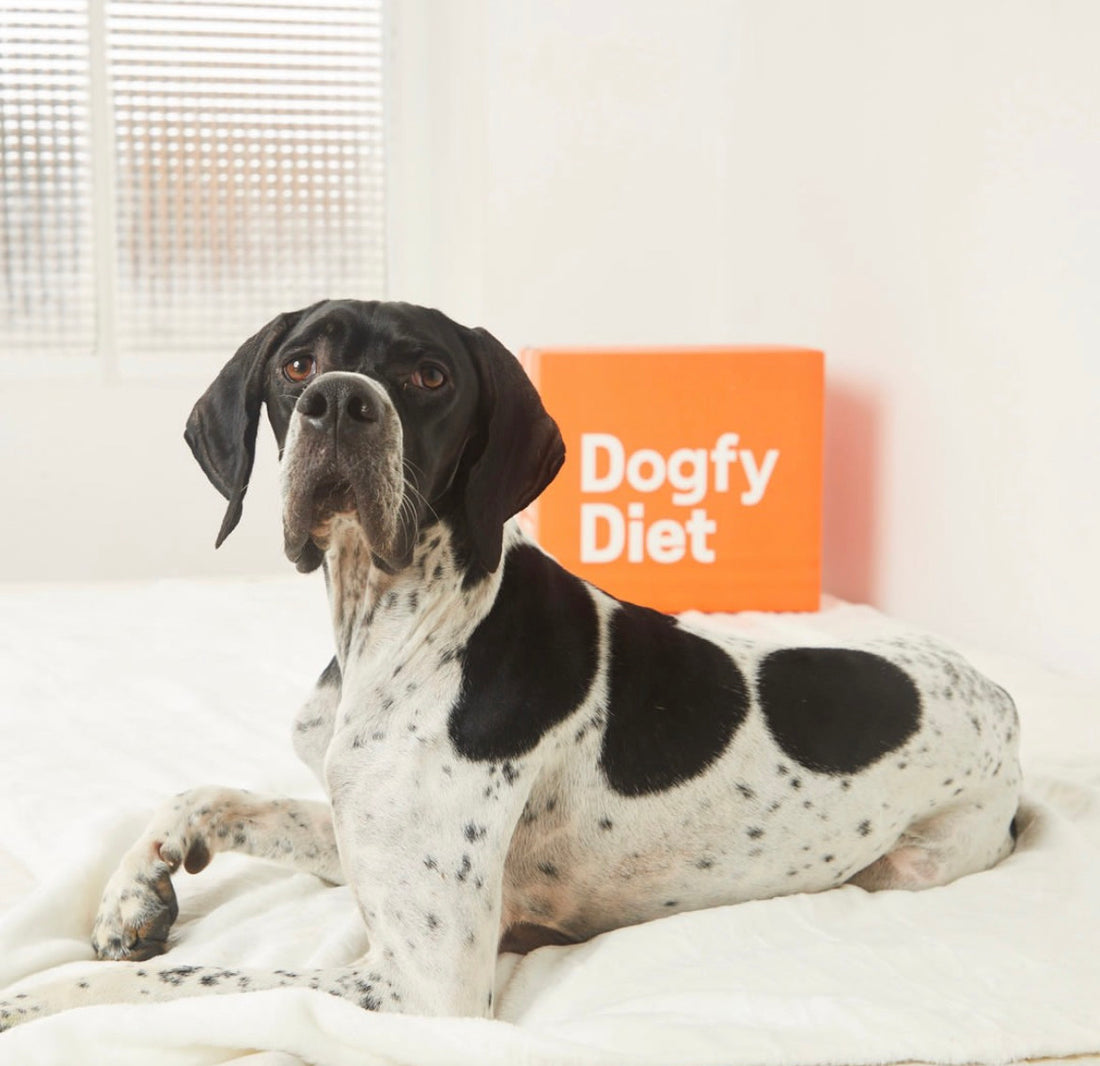 Dog Fy Diet