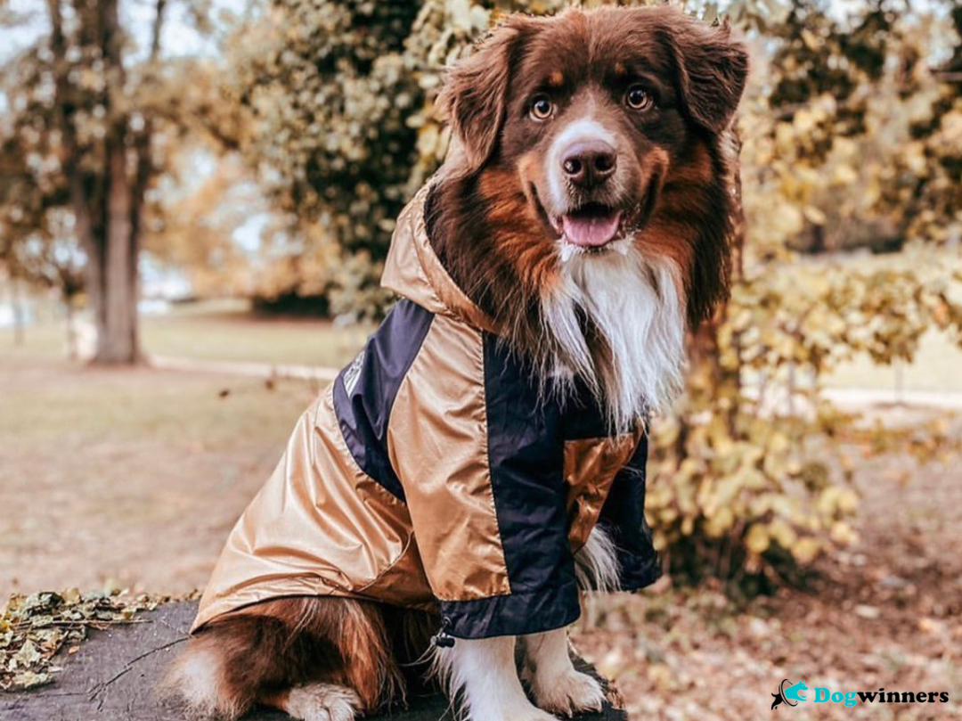 Freezing™ - Manteau Imperméable pour chien