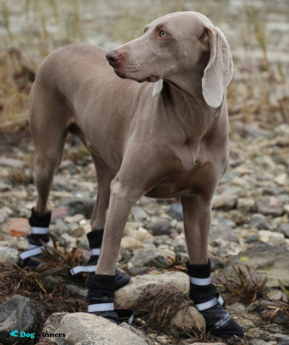 WinterPaw™ Chaussures protectrices pour chien