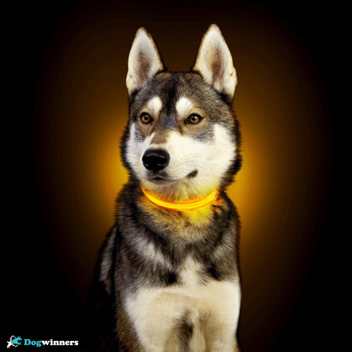 Flash Love™ - Collier lumineux pour animaux