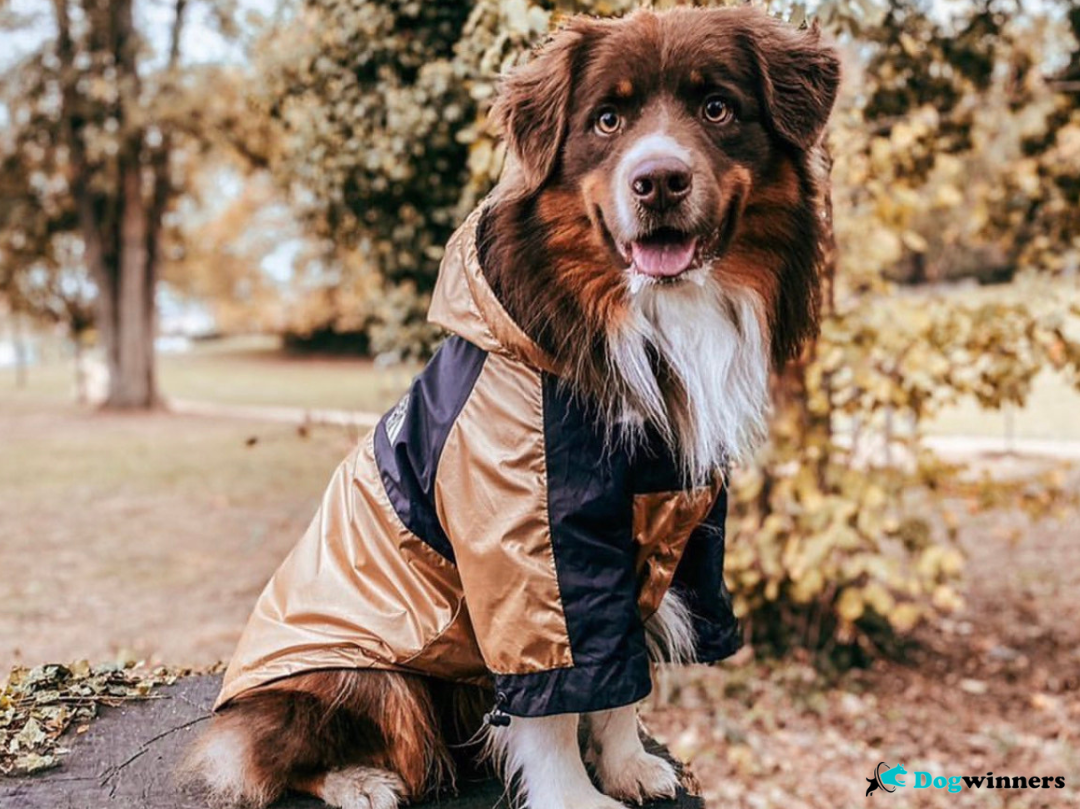 Freezing™ - Mentaux Imperméable pour chien