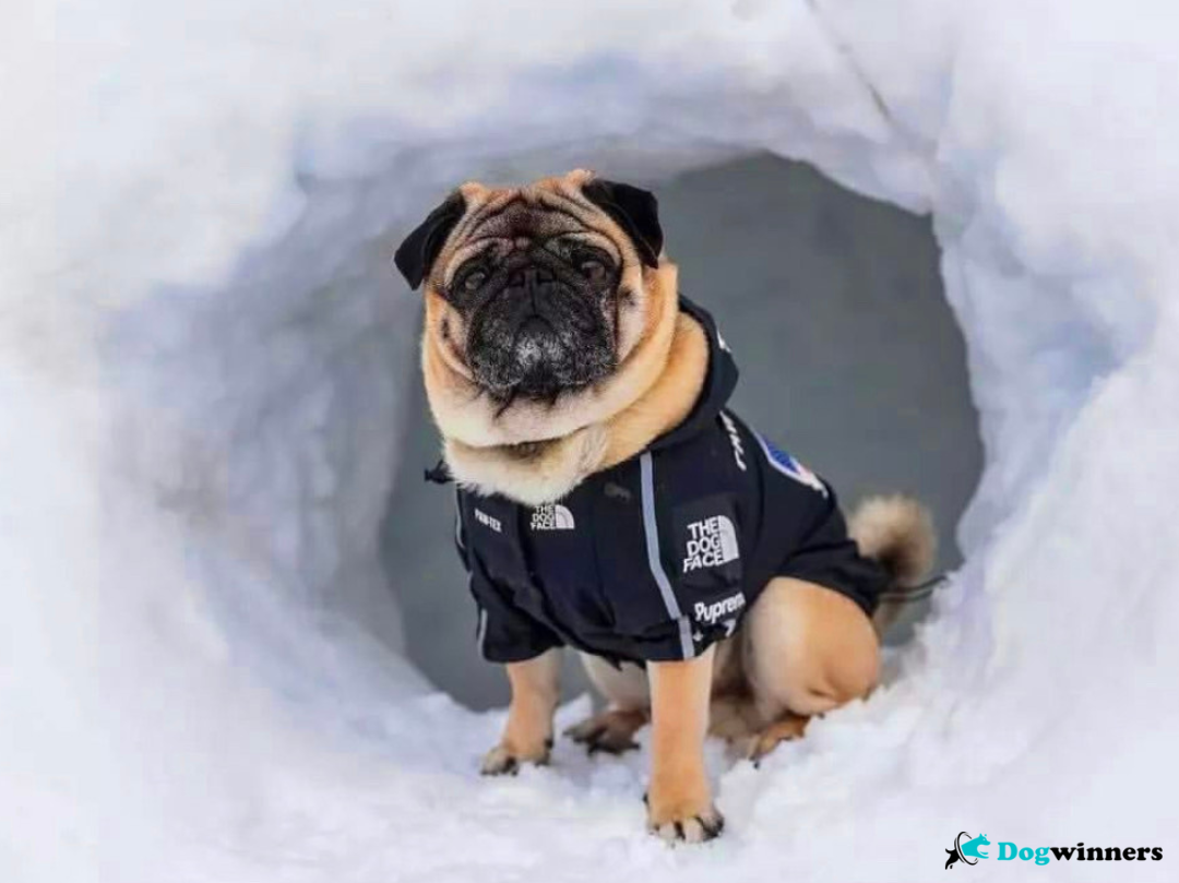 Freezing™ - Mentaux Imperméable pour chien