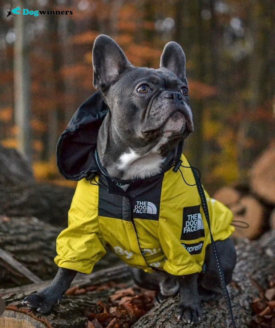 Freezing™ - Mentaux Imperméable pour chien