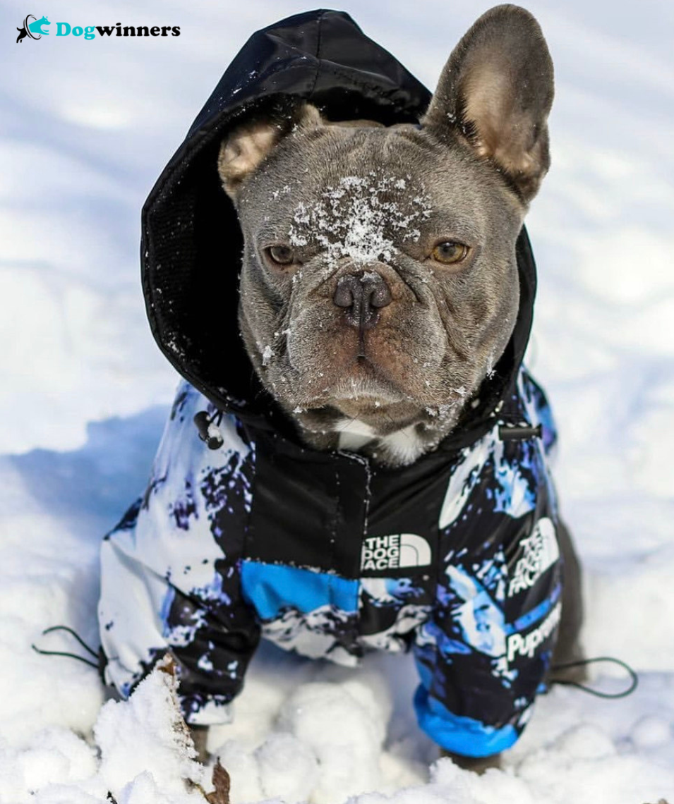 Freezing™ - Mentaux Imperméable pour chien