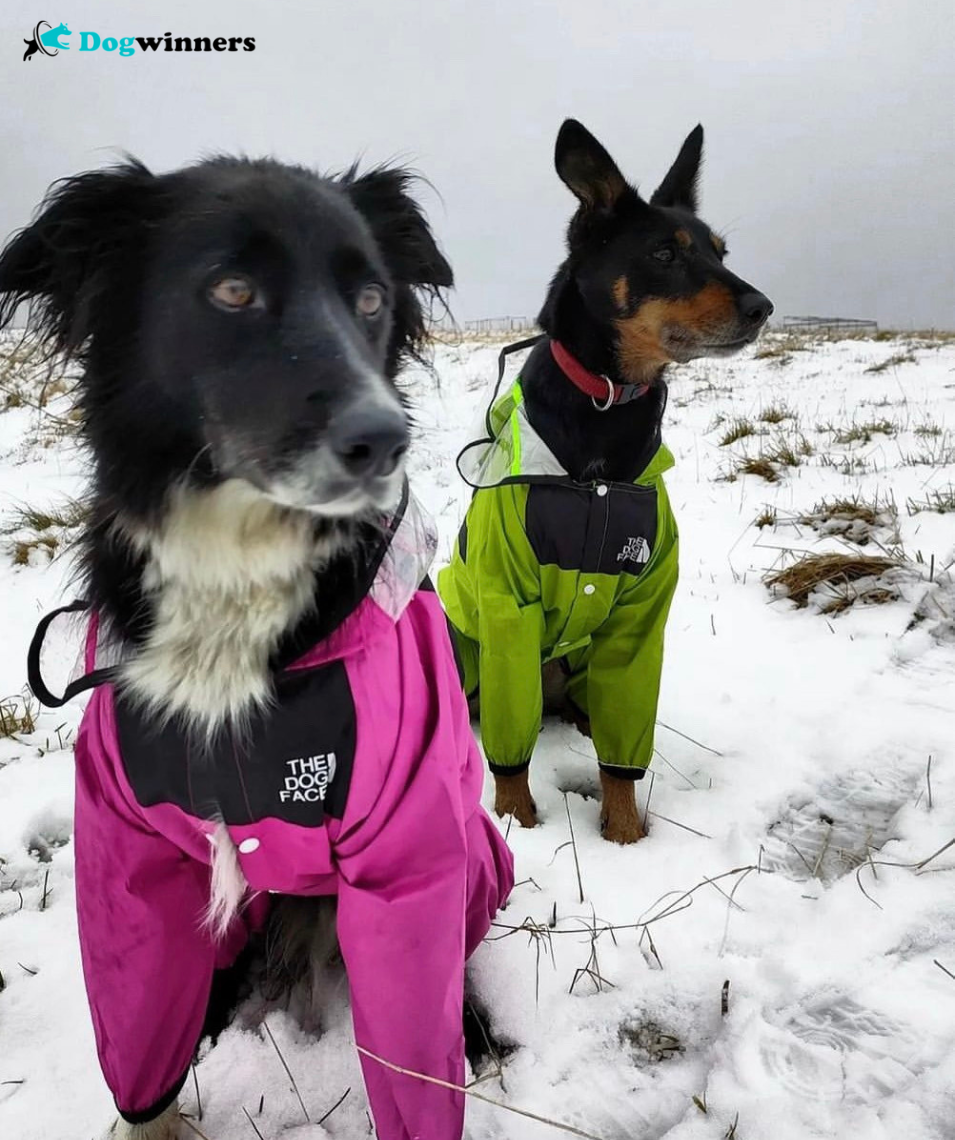 Sweet Rain™ - Imperméable pour chien