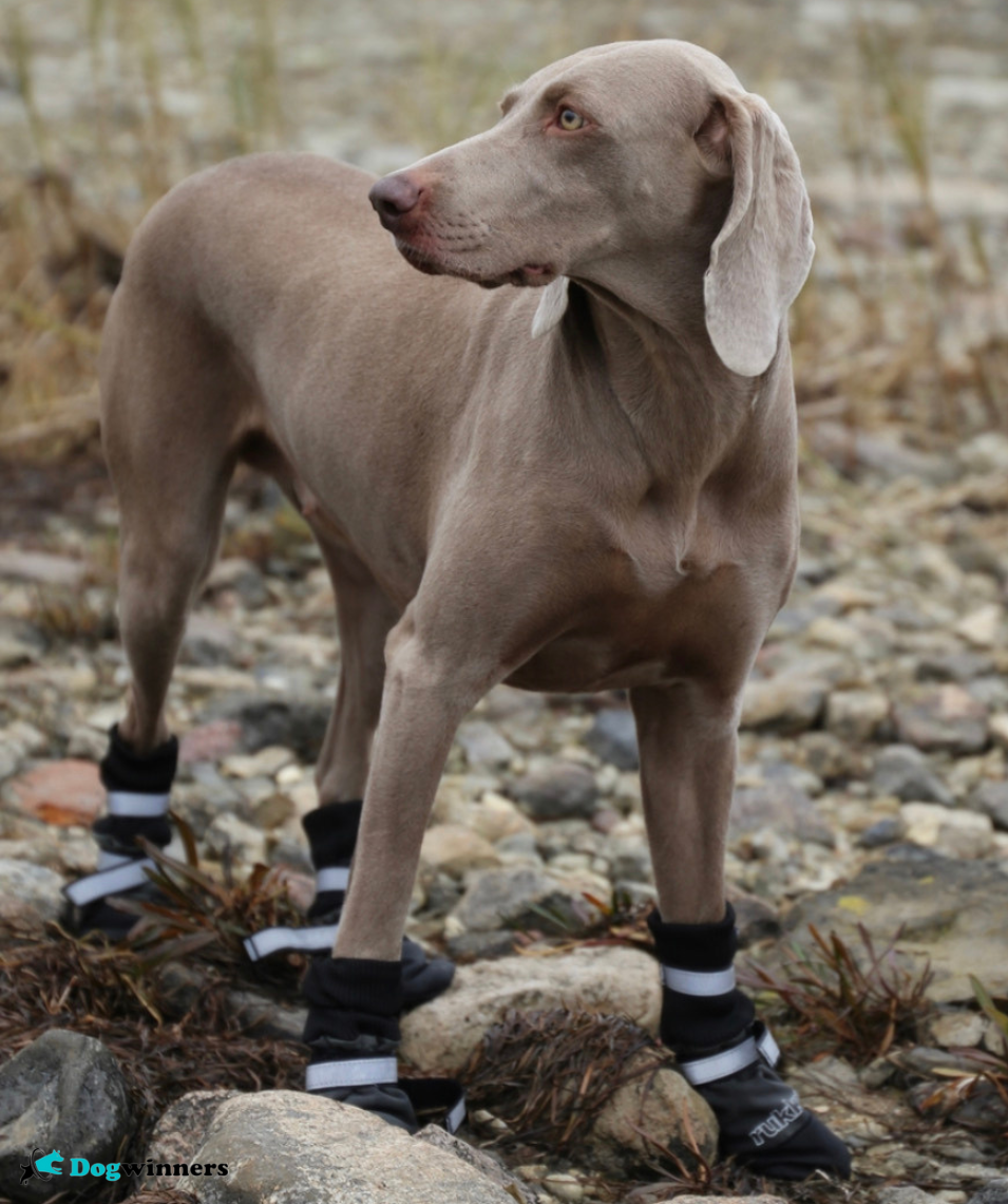 WinterPaw™ Chaussures protectrice pour chien